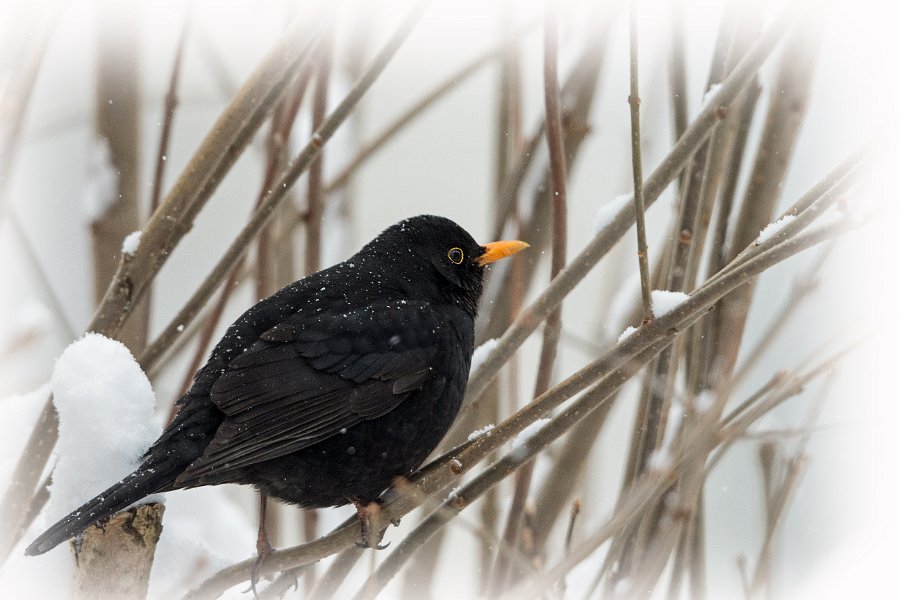 014-DX5Q8154 tonet kant